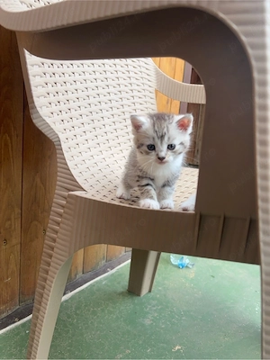 Pisici scottish fold - imagine 2