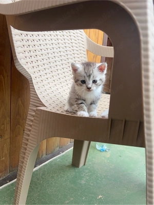 Pisici scottish fold - imagine 4