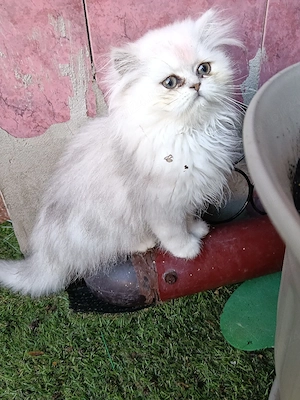 Vand pisica persana Chinchilla silver sheded 