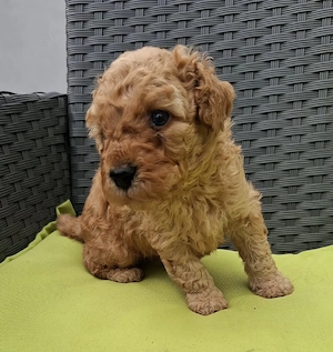 poodle mini mascul  pudel - imagine 2