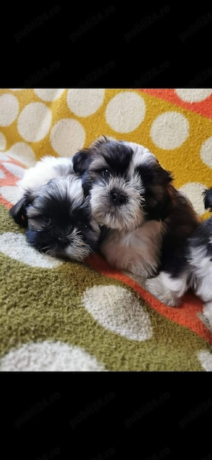 Shihtzu      - imagine 2