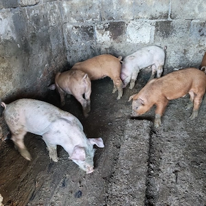 Purcei pietrean cu duroc - imagine 4