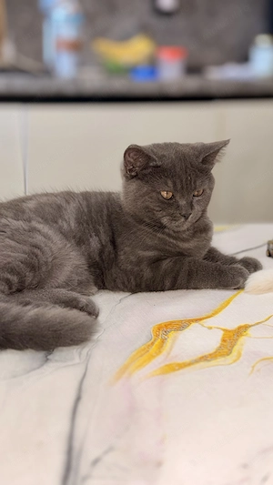Pui British Shorthair adorabilă, jucăușă și pufoasa - imagine 3
