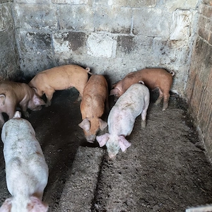 Purcei pietrean cu duroc - imagine 2