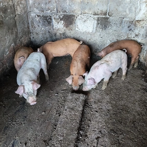 Purcei pietrean cu duroc - imagine 3