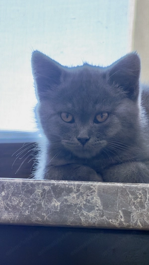 Pui British Shorthair adorabilă, jucăușă și pufoasa - imagine 4