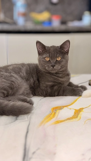 Pui British Shorthair adorabilă, jucăușă și pufoasa - imagine 2