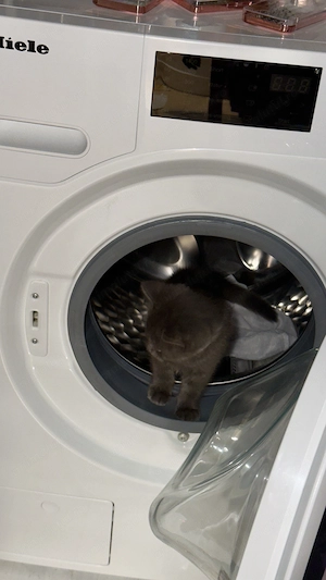Pui British Shorthair adorabilă, jucăușă și pufoasa - imagine 5