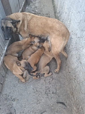 vand catei malinois belgieni-femele - imagine 3