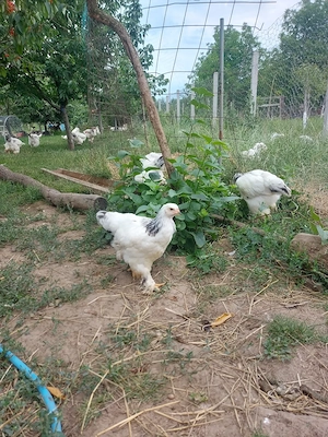 Pui bahma herminat