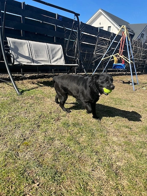 Femelă Labrador Retriever cu Pedigree A (1 an și 9 luni) + Țarc Cadou - imagine 3