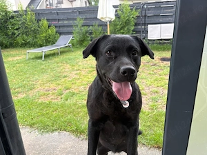 Femelă Labrador Retriever cu Pedigree A (1 an și 9 luni) + Țarc Cadou - imagine 2