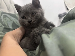Vand puiuti british shorthair  - imagine 3