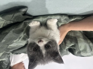 Vand puiuti british shorthair  - imagine 2