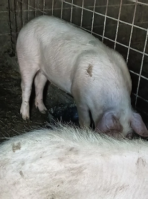 Porci la 45-100kg - imagine 4