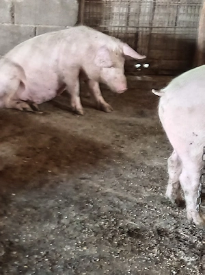 Porci la 45-100kg - imagine 5