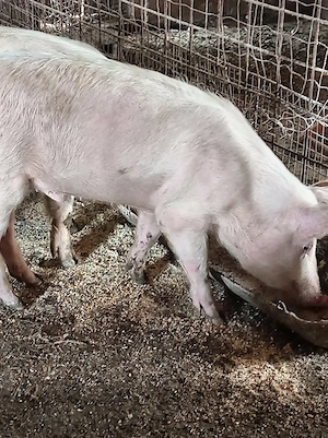 Porci la 45-100kg - imagine 2