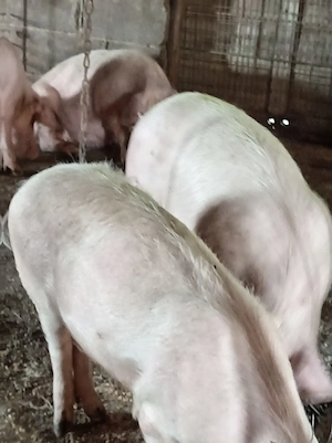 Porci la 45-100kg - imagine 3