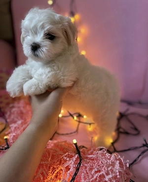 Bichon maltez mini Toy  - imagine 3