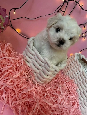 Bichon maltez mini Toy  - imagine 4