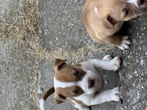 Pui american Bully - imagine 4