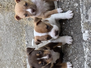 Pui american Bully