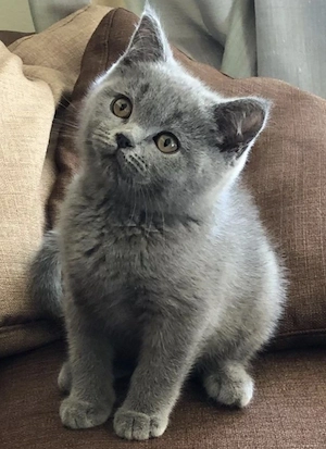 British Shorthair 