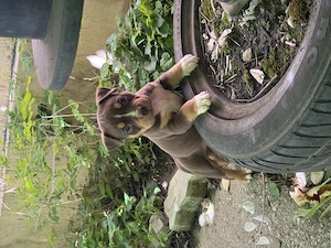 Pui american Bully - imagine 5