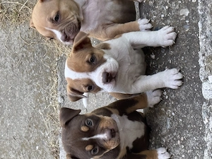 Pui american Bully - imagine 2