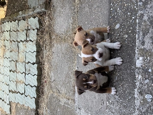 Pui american Bully - imagine 3