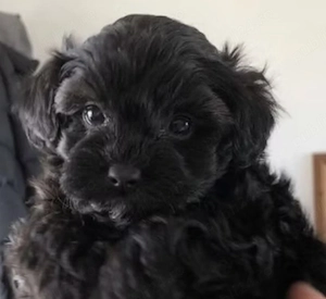 Bichon Havanez 