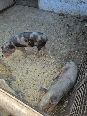 Purcei de vânzare 