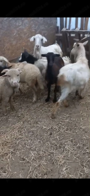 Schimb 2 capre cu iezi mari 