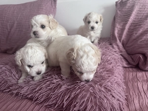 Bichon mini toi  - imagine 2