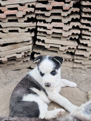 catelusa husky 