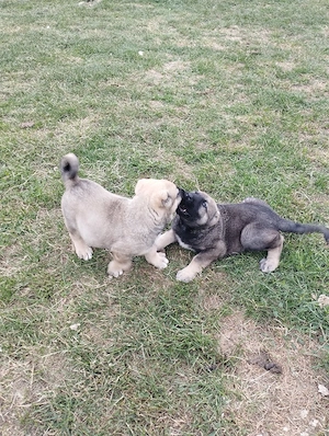 Vând caței kangal  - imagine 2