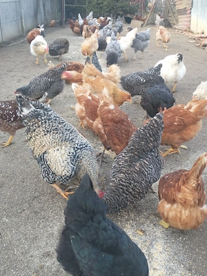 Găini de casă 