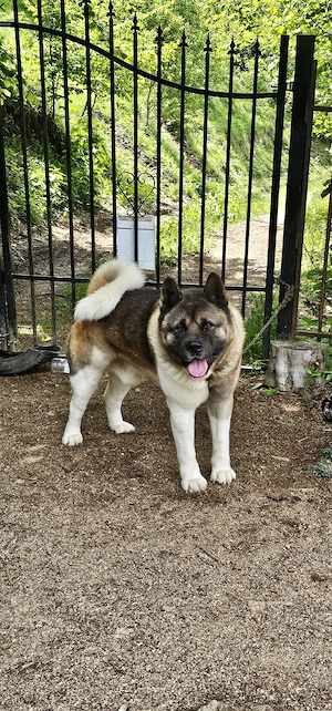 Donez Amerikan Akita  pereche - imagine 3