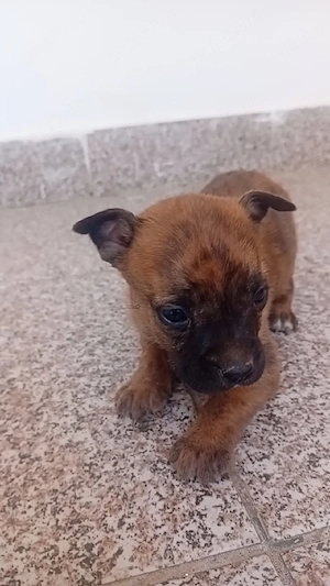 vând căței amstaff  - imagine 2