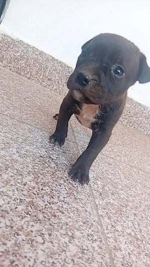 căței amstaff  - imagine 3