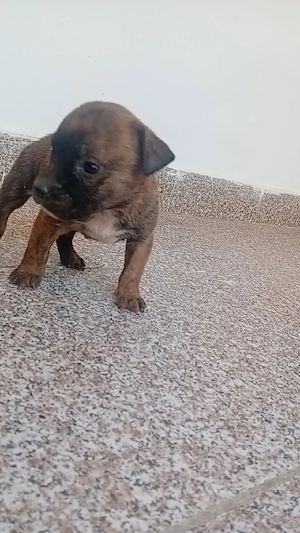 căței amstaff  - imagine 4