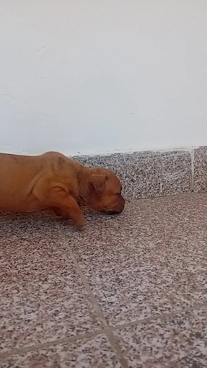 Vând căței amstaff  - imagine 3