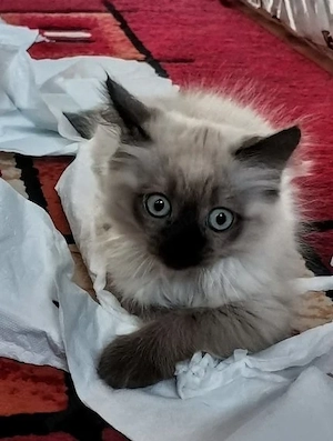 Ragdoll puiuți jucăuși  - imagine 2