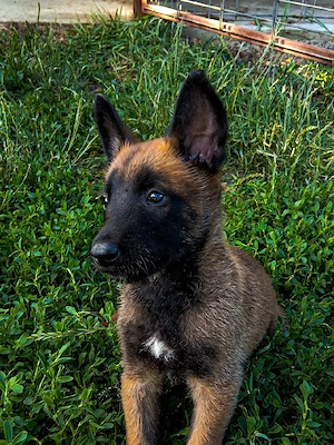 ciobănesc Belgian Malinois  - imagine 4