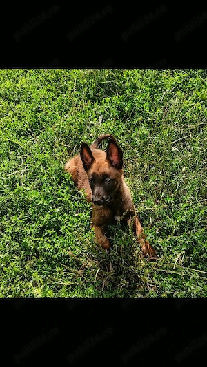 ciobănesc Belgian Malinois 