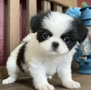 Bichon havanez superbi