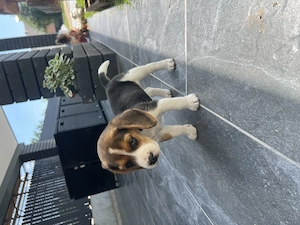 Femela Beagle tricolor  - imagine 2
