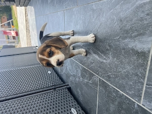 Femela Beagle tricolor 