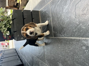 Femela Beagle tricolor  - imagine 3