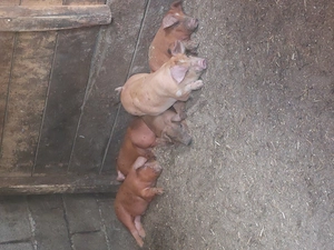 Purcei Duroc la 6 săptămâni  - imagine 2